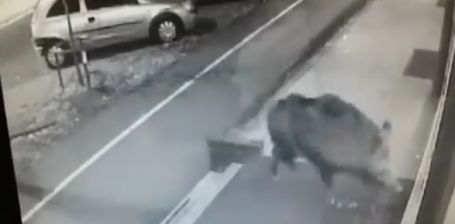 Divlja svinja šetala Novim Sadom, "napala mladiæa" VIDEO