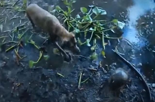 Sisi je spasla kornjaču u nevolji / VIDEO