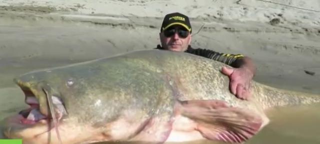 Upecali soma od 185 kila, u njemu pronašli ljudske kosti