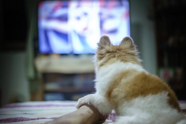 Zašto psi vole da gledaju televiziju?