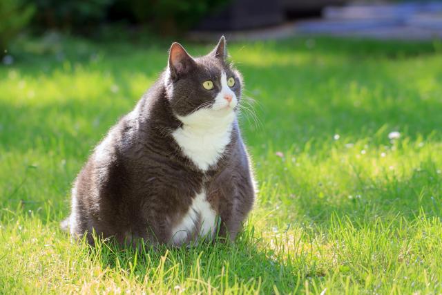 Da li vaša mačka ima višak kilograma?