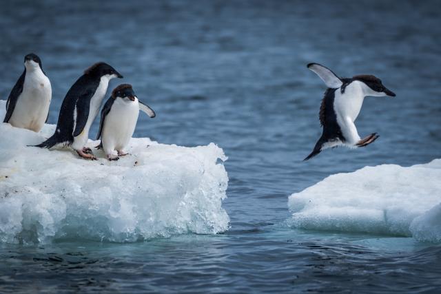 Zanimljive činjenice o pingvinima koje niste znali
