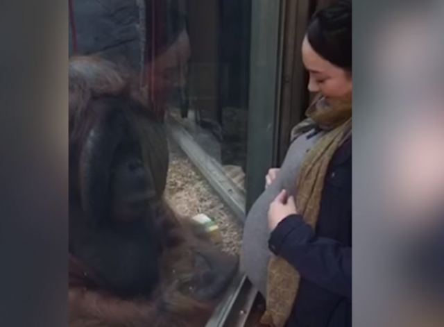 Orangutan jednim gestom rasplakao trudnicu /VIDEO