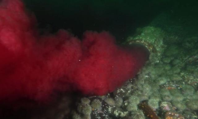 Zastrašujuće zagađenje: Krv iz otpadnih voda završava u moru