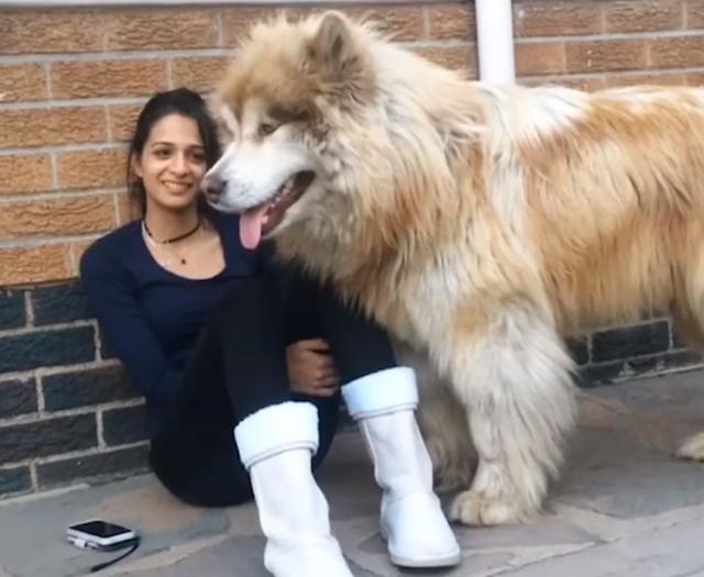 Pas veći i od svojih vlasnika je velika maza /VIDEO