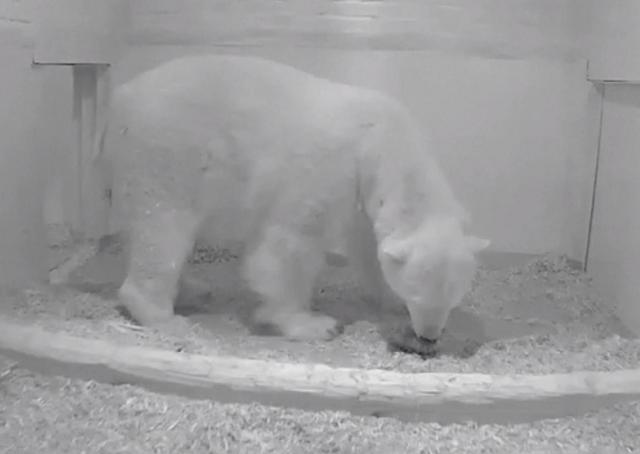 Berlinski zoološki vrt dobio malu belu prinovu / VIDEO