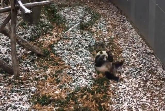 Ova panda zaista uživa u svom prvom snežnom spustu ove zime / VIDEO