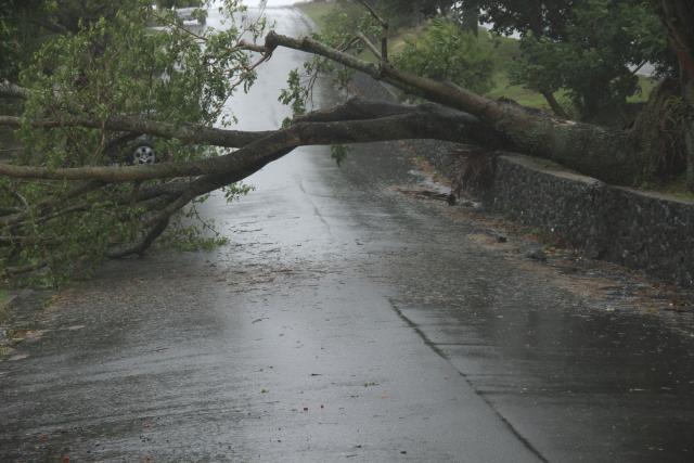 Olujni vetar izvalio i slomio na stotine stabala na Tari