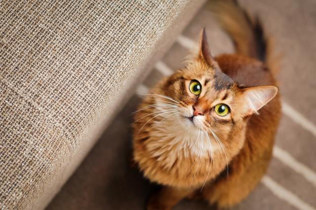Deset mačjih tajni koje vaša maca krije od vas