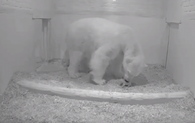 Nemaèki zoološki vrt dobio mladunèe polarnog medveda /VIDEO