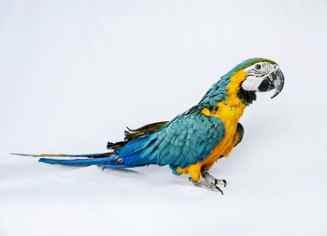 Zaplenjeno 11 papagaja na granici, ima i zaštiæenih vrsta