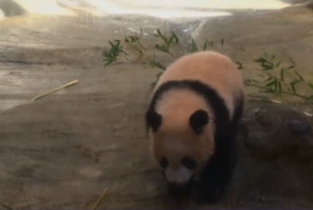 Beba panda privukla ogromnu pažnju javnosti /VIDEO