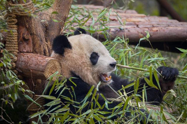 Kinezi žele da iskoriste izmet pande, na neobičan način