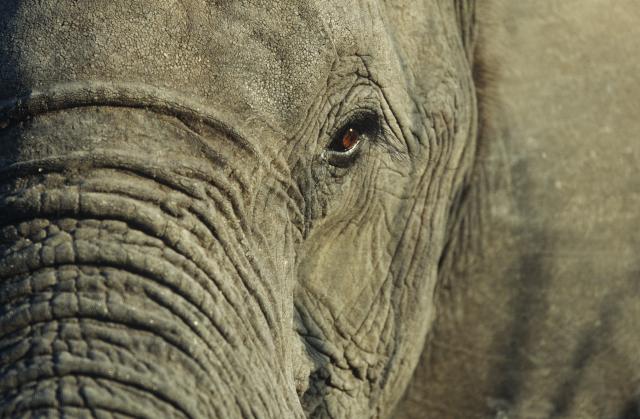 SAD: Sudija odbio zahtev da se slonovima dodeli status osobe