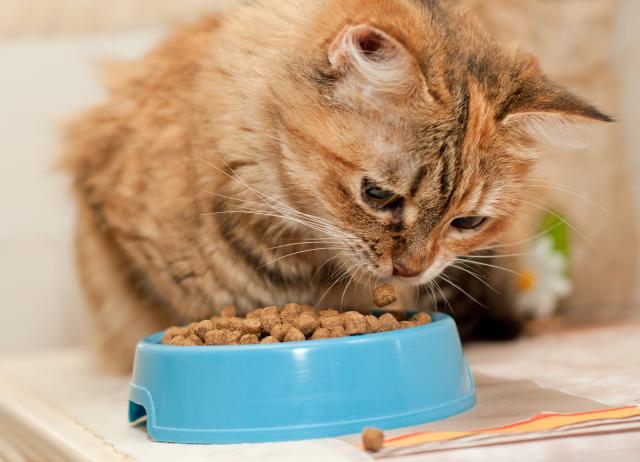 Da li pravilno hranite vašu maèku?