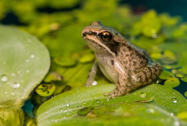 Èari parenja: Ovo je najbizarnija stvar koju æete danas proèitati