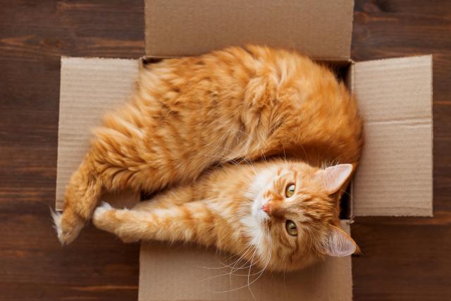Zašto maèke rade ovih pet èudnih stvari?