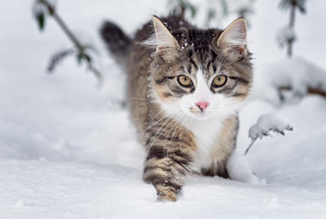 Neke mace zaista uživaju u snegu, druge su potpuno zbunjene... / VIDEO