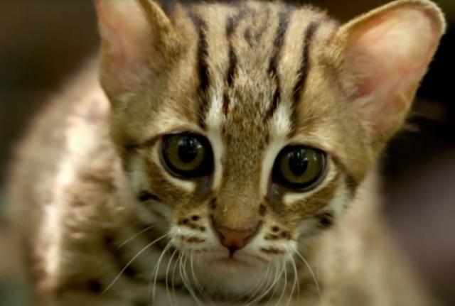 Upoznajte najmanju divlju mačku na svetu / VIDEO