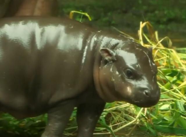 Slatki mali: Zoo-vrt u Singapuru predstavio 500 mladunaca / VIDEO
