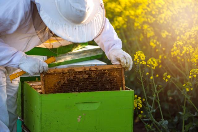 Brnabić: Država će nastaviti da podržava pčelare