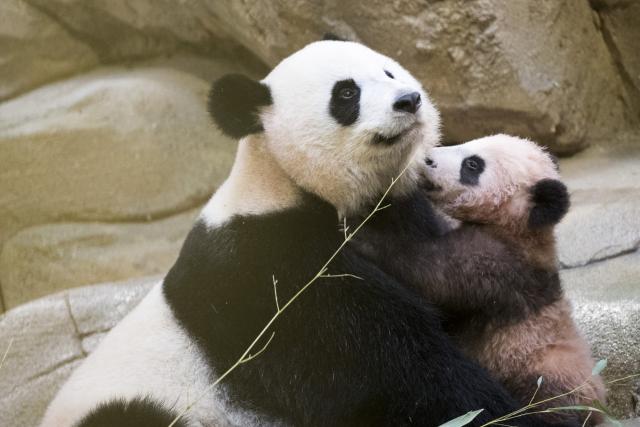 Beba panda, kojoj je Bridžit Makron dala ime, prvi put u javnosti FOTO