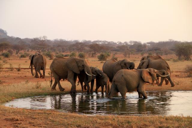 Velikim afrièkim sisarima preti izumiranje