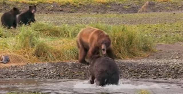 Medvedica hrabro stala u odbranu mladunaca i raznežila ceo svet /VIDEO