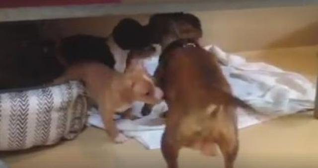 Srceparajući snimak: Konačno dočekali okupljanje pseće porodice