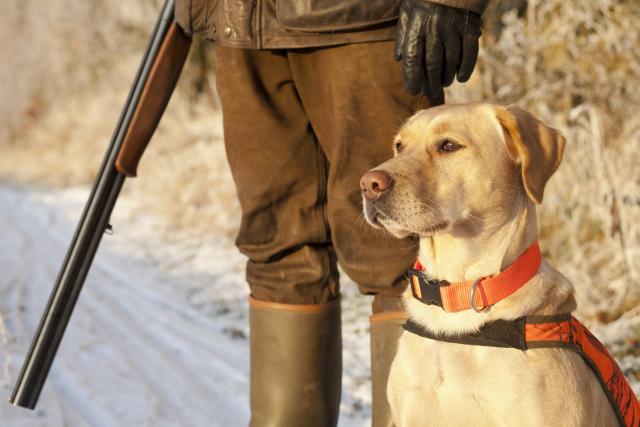 Pas "osumnjièen" da je ubio lovca