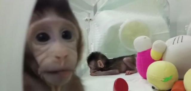 Vatikan: To što je kloniranje majmuna moguæe ne znaèi da je dobro
