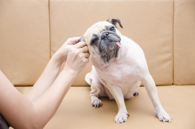Zašto je bitno èišæenje ušiju kod pasa?