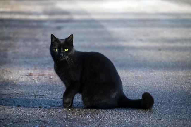 Crne mačke je sve teže udomiti, ali ne zbog 