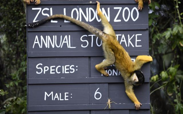Londonski zoo-vrt prebrojao svoje stanovnike