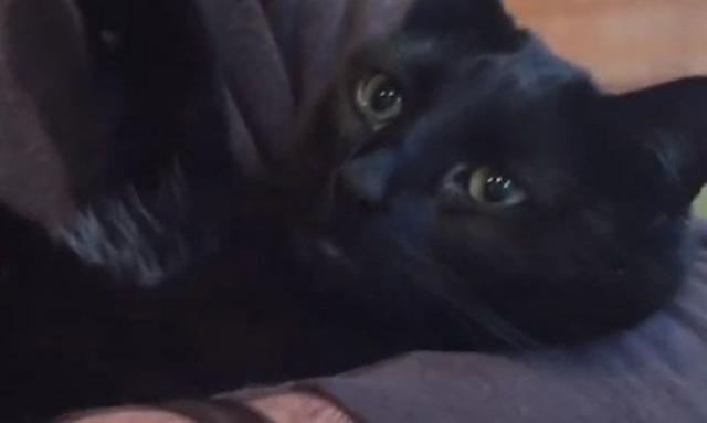 Ova crna maca ima svoje "baksuzno" mesto, koje stalno preskaèe / VIDEO
