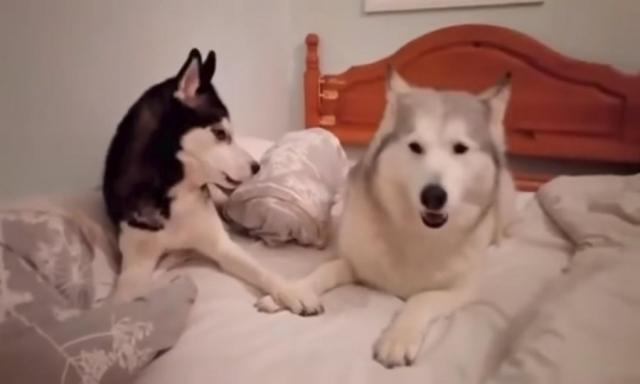 Pogledajte apsolutno neodoljivu svađu između dva psa / VIDEO