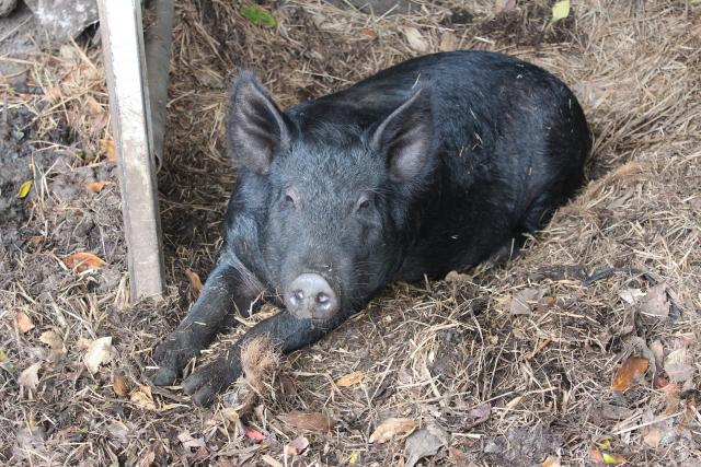 Kost i koža: Izgladnela svinja èuvala hranu za svog jedinog prijatelja