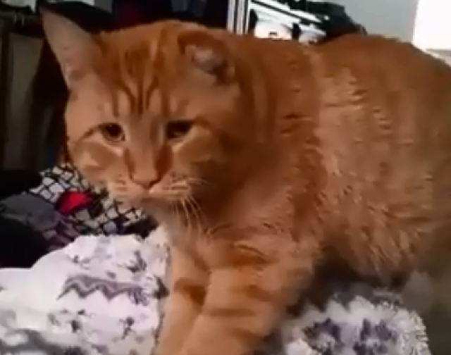 Upoznajte "najtužnijeg" maèka na svetu /VIDEO