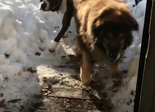 Èudesna sudbina psa koji je bio osuðen na smrt /VIDEO