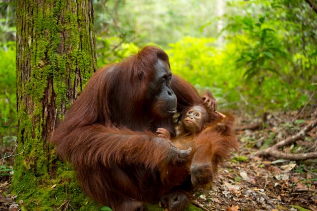 Broj orangutana za 18 godina pao za 100.000