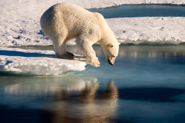 Istraživanje o polarnim medvedima iznenadilo èak i nauènike