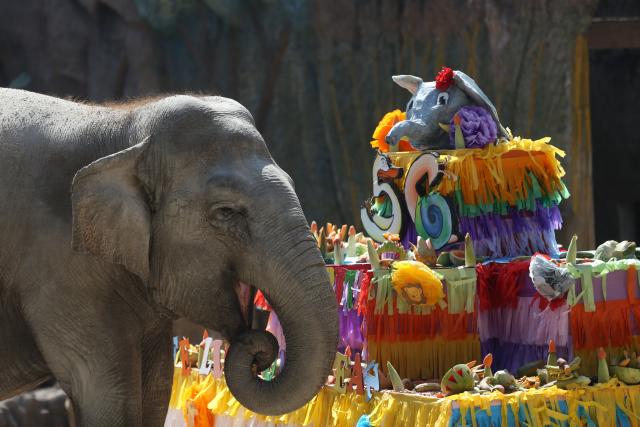 Glavna atrakcija zoološkog vrta u Gvatemali proslavila 57. roðendan