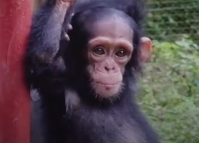 Tužna prièa bebe šimpanze kojoj je èovek oduzeo dom i majku /VIDEO