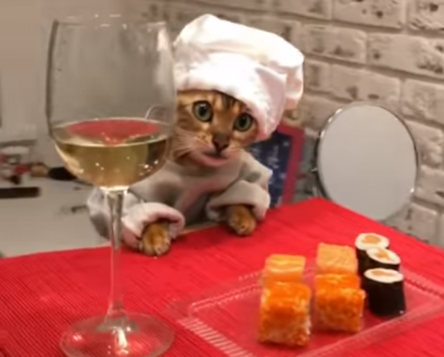 Život ove maèke se razlikuje od života svih ostalih maèaka / VIDEO