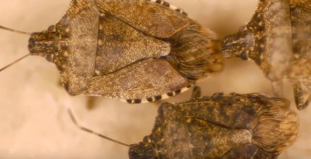 Smrdibube zaustavile uvoz automobila iz Japana