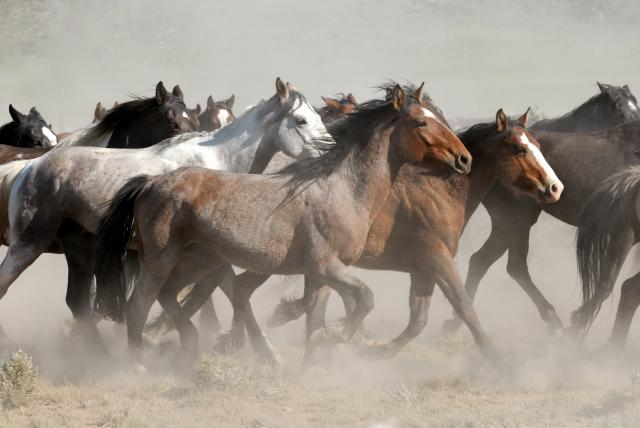 Istraživanje: Svi divlji konji su zapravo izumrli