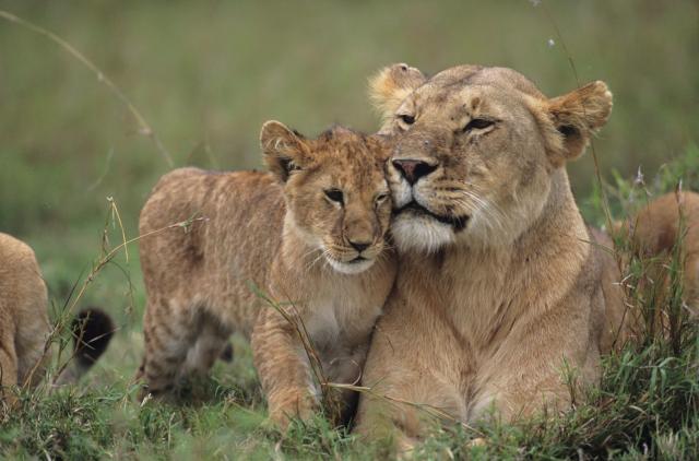 Dva lava spasena s Bliskog istoka idu u Južnu Afriku