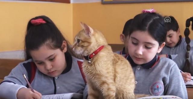 Maèka postala redovan "uèenik" osnovne škole