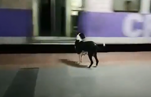 Svake noći čeka isti voz: Priča koja je aktivirala javnost /VIDEO
