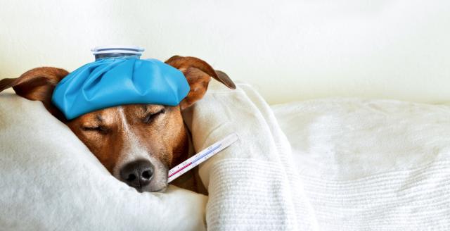 Prehlade kod pasa su uèestale kao i kod ljudi